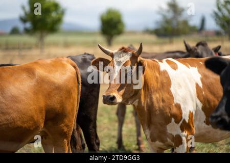 ferme agricole biologique, régénérative et durable produisant des haras laitiers. pâturage de bétail dans un enclos. vache dans un champ sur un ranch Banque D'Images