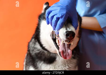 Examen dentaire vétérinaire d'un chien Husky sibérien sur fond orange Banque D'Images