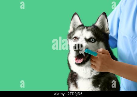 Vétérinaire brossant les dents du chien Husky sibérien sur fond vert Banque D'Images