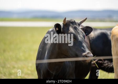 ferme agricole biologique, régénérative et durable produisant des haras laitiers. pâturage de bétail dans un enclos. vache dans un champ sur un ranch Banque D'Images