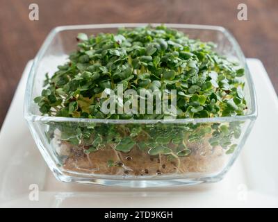 Raab de Brocoli (Brassica rapa var. cymosa) sprouts Banque D'Images