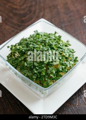 Raab de Brocoli (Brassica rapa var. cymosa) sprouts Banque D'Images