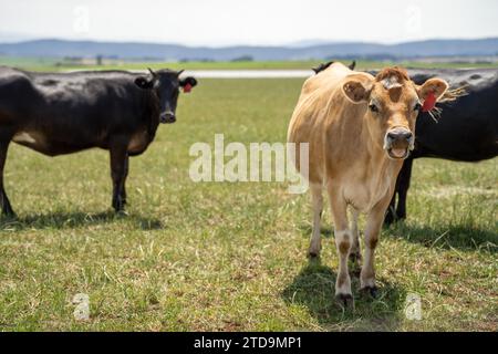 ferme agricole biologique, régénérative et durable produisant des haras laitiers. pâturage de bétail dans un enclos. vache dans un champ sur un ranch Banque D'Images