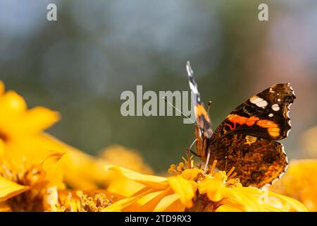 Amiral rouge Vanessa atalanta, se nourrissant de fleurs de Ligularia dans un jardin, Co Durham, septembre Banque D'Images