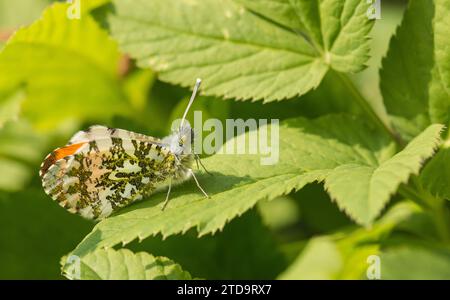 Anthocharis cardamines à pointe orange, mâle au repos sur une feuille de plante dans le jardin, mai Banque D'Images