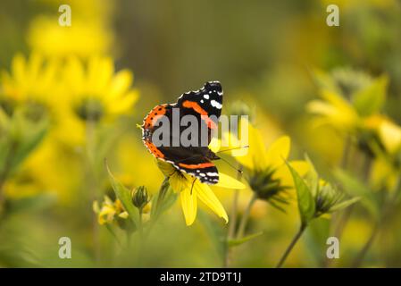 Amiral rouge Vanessa atalanta, se nourrissant de fleurs d'Helianthus, tournesol, jardin animalier RSPB Saltholme, Teesside, août Banque D'Images