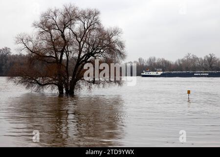 Impression vom Hochwasser in Köln am Ufer von Köln-Rodenkirchen : Am Ufer des Rhein sind Spielplätze, Gehwege und Wiesen überflutet. Absperrungen weisen auf Hochwasser Hin. Themenbild, Symbolbild Köln, 15.12.2023 NRW Deutschland *** impression de l'inondation à Cologne sur les rives de Cologne Rodenkirchen les aires de jeux, les sentiers et les prairies sont inondés sur les rives du Rhin les barrières indiquent l'inondation image thématique, image symbolique Cologne, 15 12 2023 NRW Allemagne Copyright : xChristophxHardtx Banque D'Images