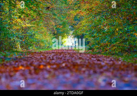 Une femme marche avec son chien dans une forêt en automne Banque D'Images