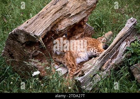 Un lynx seul allongé sur un tronc d'arbre cassé, chats, pas de personnes, végétation, vert, herbe, vue avant, Banque D'Images