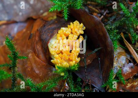 Un rare Ramaria formosa, communément appelé le corail saumon, belle clavaria, beau clavaria, champignon du corail jaune ou rose Banque D'Images