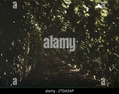 La Haye, pays-Bas l'entrée du jardin de Monsieur Loudon (vignes ?), personnalité, Habitat, Architecture, nature, environnement, personnalité politique, logement, Parc, jardin, vigne, végétation, botanique, Hollande, la Haye, entrée de MR Loudon's Garden, la Haye, 25/08/1929 - 25/08/1929, Passet, Stéphane, photographe, 1929 - pays-Bas - Stéphane Passet - (17-31 août), Autochrome, photo, verre, Autochrome, photo, positif, horizontal, taille 9 x 12 cm Banque D'Images