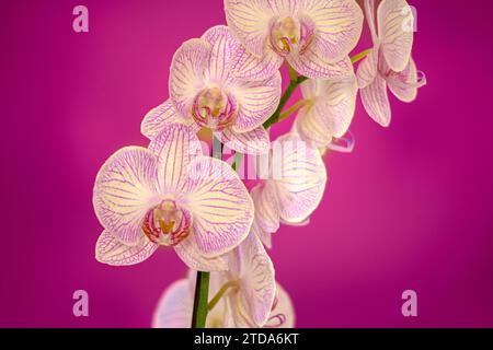 Branche d'orchidées blanches rosées sur fond magenta Banque D'Images