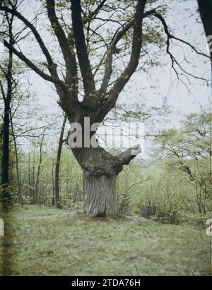Marly-le-Roi, France, nature, Environnement, Forêt, bois, végétation, botanique, Seine et Oise, Marly-le Roy, vieux châtaignier, Marly-le-Roi, 05/05/1930 - 05/05/1930, Passet, Stéphane, photographe, 1930 - Ile-de-France - Stéphane Passet - (28 juin-8 juillet), Autochrome, photo, verre, Autochrome, photo, positive Banque D'Images