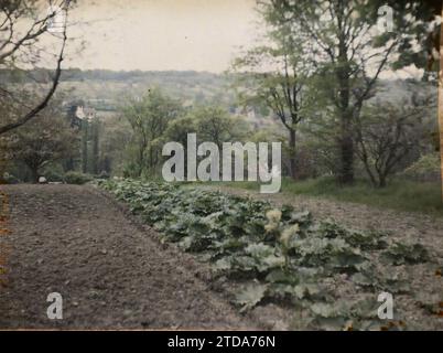 Marly-le-Roi, France, nature, Environnement, activité économique, paysage, Agriculture, élevage, potager, Seine et Oise, Marly-le Roy, culture de la rhubarbe, Marly-le-Roi, 05/05/1930 - 05/05/1930, Passet, Stéphane, photographe, 1930 - Ile-de-France - Stéphane Passet - (28 juin-8 juillet), Autochrome, photo, verre, Autochrome, photo, positive Banque D'Images