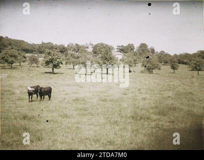 Montsoult, France, nature, Environnement, Animal, activité économique, Paysage, animal réel, Agriculture, élevage, prairie fleurie, vache, Ile de France, Montsoult, pâturages, Montsoult, 29/05/1930 - 29/05/1930, Passet, Stéphane, photographe, 1930 - Ile-de-France - Stéphane Passet - (1 mai-8 juillet), Autochrome, photo, verre, Autochrome, photo, positive Banque D'Images