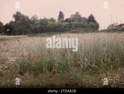 Montsoult, France, activité économique, nature, Environnement, agriculture, élevage, coquelicot, coquelicot, champ, fleur, végétation, botanique, potager, Ile de France, Montsoult, champ de poireaux cultivés pour semences, Montsoult, 19/06/1930 - 19/06/1930, Passet, Stéphane, photographe, 1930 - Ile-de-France - Stéphane Passet - (1 mai-8 juillet), Autochrome, photo, verre, Autochrome, photo, positive Banque D'Images
