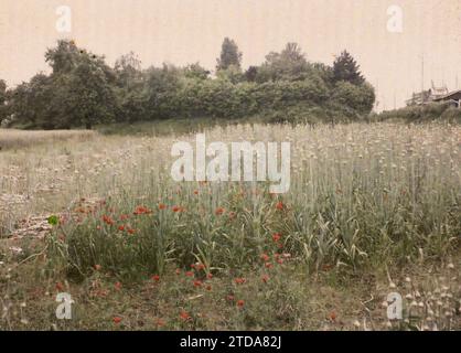 Montsoult, France, activité économique, nature, Environnement, agriculture, élevage, coquelicot, coquelicot, champ, fleur, végétation, botanique, potager, Ile de France, Montsoult, champ de poireaux cultivés pour semences, Montsoult, 19/06/1930 - 19/06/1930, Passet, Stéphane, photographe, 1930 - Ile-de-France - Stéphane Passet - (1 mai-8 juillet), Autochrome, photo, verre, Autochrome, photo, positive Banque D'Images