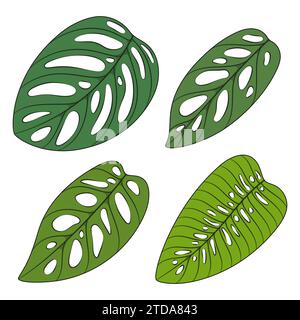 Ensemble d'illustration en couleur avec des feuilles de plante monstera creeper. Objets vectoriels isolés sur fond blanc. Illustration de Vecteur