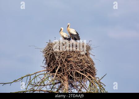 Symbolic Stork Nest : symbolisme traditionnel allemand pour la fertilité et les nouveau-nés Banque D'Images