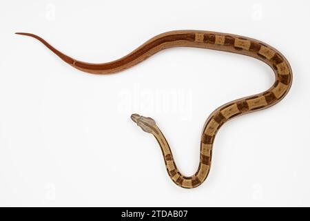 Boa Constrictor Imperator sur fond blanc - Exotic Reptile Snake photo stock Banque D'Images