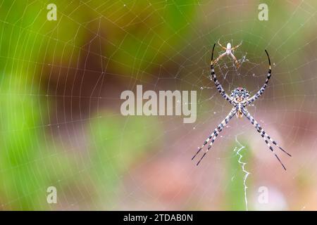 Argiope araignée lobée en attente de proie en Espagne - Wildlife Macro Photography stock photo Banque D'Images