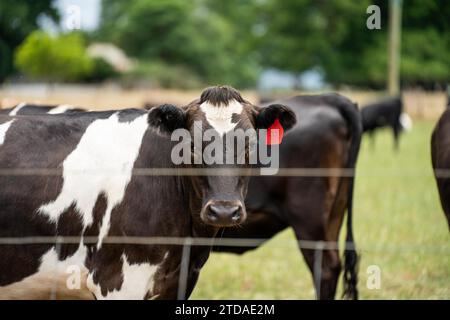 ferme agricole biologique, régénérative et durable produisant des haras laitiers. pâturage de bétail dans un enclos. vache dans un champ sur un ranch Banque D'Images