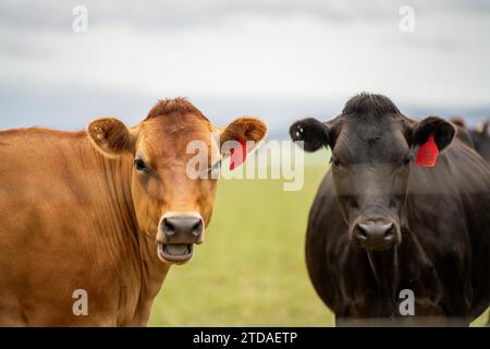 Portrait Stud vaches laitières paissant sur l'herbe dans un champ, en Australie. Les races incluent la Frise, Holstein, Jersey Banque D'Images