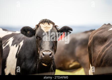 Portrait Stud vaches laitières paissant sur l'herbe dans un champ, en Australie. Les races incluent la Frise, Holstein, Jersey Banque D'Images