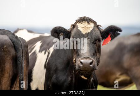 ferme agricole biologique, régénérative et durable produisant des haras laitiers. pâturage de bétail dans un enclos. vache dans un champ sur un ranch Banque D'Images