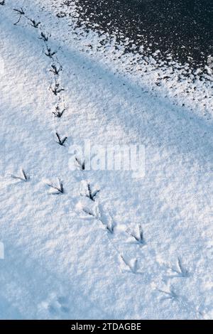 Empreintes de pas d'un oiseau de poule d'amarre dans la neige sur la rivière gelée usure dans les rives de la rivière Durham, ville de Durham, comté de Durham, Angleterre Banque D'Images