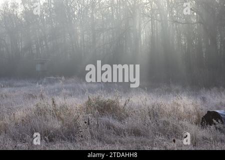 Les rayons du soleil traversent la lisière brumeuse de la forêt Banque D'Images