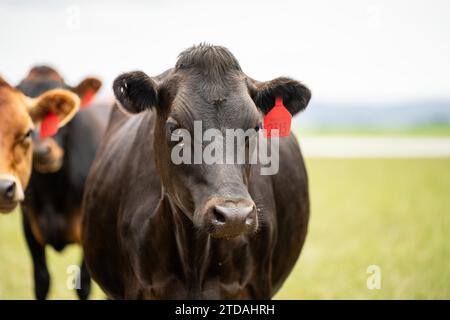 Portrait Stud vaches laitières paissant sur l'herbe dans un champ, en Australie. Les races incluent la Frise, Holstein, Jersey Banque D'Images