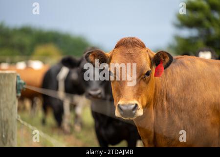 ferme agricole biologique, régénérative et durable produisant des haras laitiers. pâturage de bétail dans un enclos. vache dans un champ sur un ranch Banque D'Images