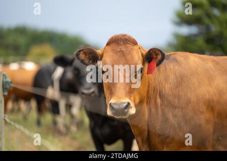 Portrait Stud vaches laitières paissant sur l'herbe dans un champ, en Australie. Les races incluent la Frise, Holstein, Jersey Banque D'Images