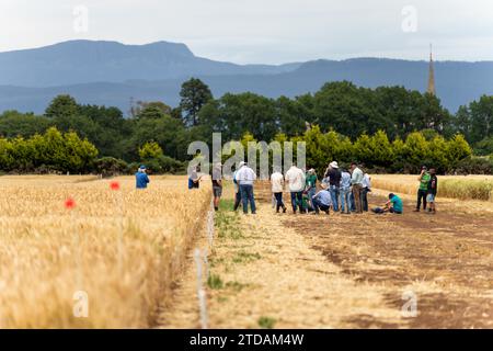 étudiants agricoles dans un champ apprenant sur l'agriculture Banque D'Images