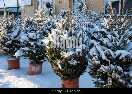 Épicéas en pots destinés à la vente comme arbres de Noël Banque D'Images