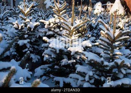 Épicéas en pots destinés à la vente comme arbres de Noël Banque D'Images