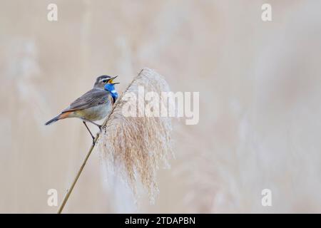 Blaukehlchen, Luscinia svecica, Bluethroat à pois blancs Banque D'Images