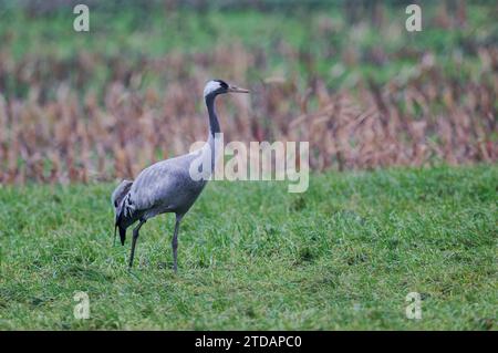 Europaeischer Kranich, Grus grus Grue européenne, Banque D'Images