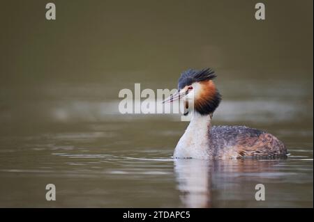 Haubentaucher, Podiceps cristatus, grèbe huppé Banque D'Images