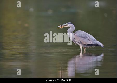 Graureiher, Ardea cinerea, héron cendré Banque D'Images