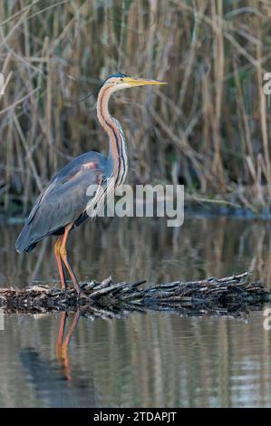 Purpurreiher, Ardea purpurea, Purple Heron Banque D'Images