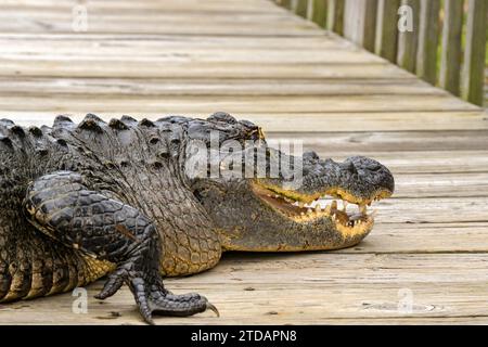 Vue rapprochée d'un grand alligator reposant sur une passerelle en bois dans les Everglades. Banque D'Images