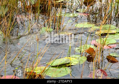 L'œil d'un grand alligator parmi les roseaux et les marais dans les Everglades. Banque D'Images