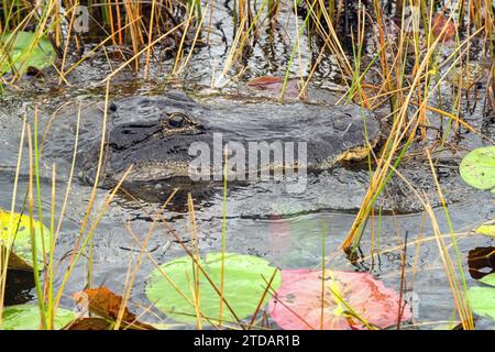 Vue en gros plan de la tête d'un grand alligator au-dessus de l'eau dans les Everglades. Banque D'Images