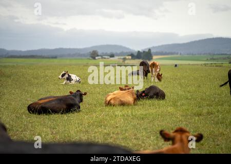 Portrait Stud vaches laitières paissant sur l'herbe dans un champ, en Australie. Les races incluent la Frise, Holstein, Jersey Banque D'Images