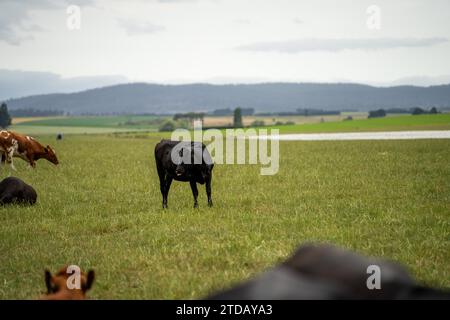 Portrait Stud vaches laitières paissant sur l'herbe dans un champ, en Australie. Les races incluent la Frise, Holstein, Jersey Banque D'Images