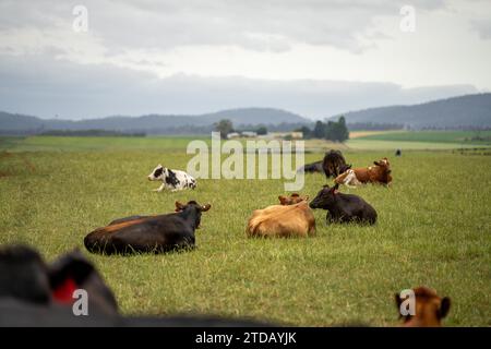 ferme agricole biologique, régénérative et durable produisant des haras laitiers. pâturage de bétail dans un enclos. vache dans un champ sur un ranch Banque D'Images