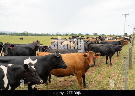 Portrait Stud vaches laitières paissant sur l'herbe dans un champ, en Australie. Les races incluent la Frise, Holstein, Jersey Banque D'Images