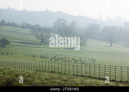 Ashton court, Bristol, Royaume-Uni Banque D'Images